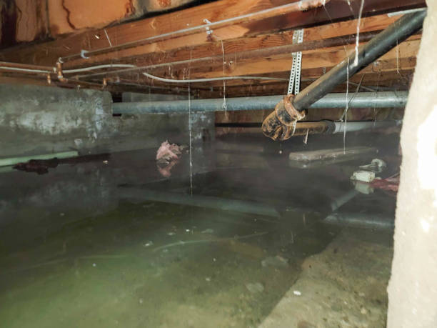 Best Local water damage restoration  in Silver Spring, MD
